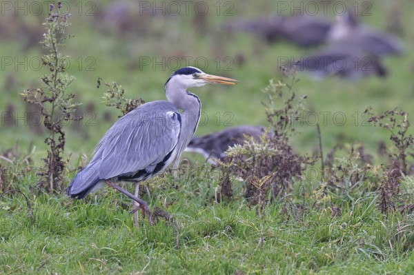 Grey heron (Ardea cinerea), standing in a meadow, Bieslicher Insel, Lower Rhine, North