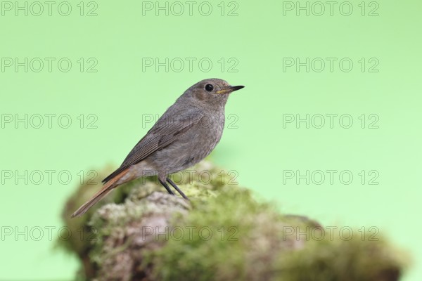 Black redstart (Phoenicurus ochruros), female on a moss-covered tree stump in a garden, Wilnsdorf,