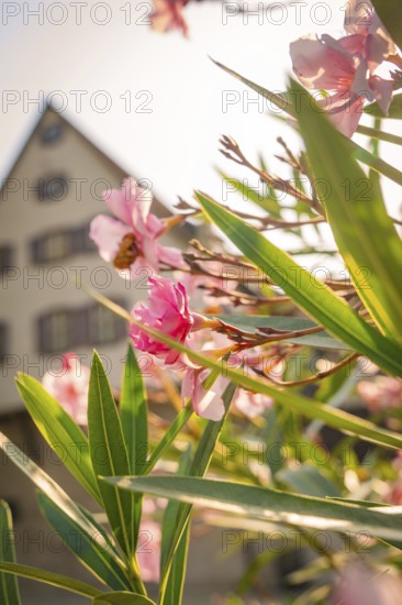 Close-up of pink flowers and green leaves in front of a house in a sunny spring atmosphere, Nagold,