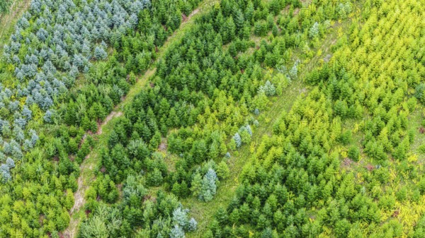 Christmas tree plantation in summer. Christmas trees grow in a coniferous forest for the coming