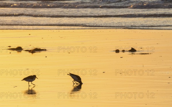 Two oystercatchers (Haematopus ostralegus), adult buries head deep in sand to catch lugworm,