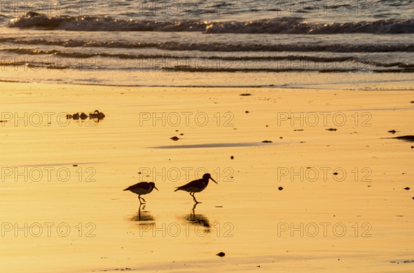 Two oystercatchers (Haematopus ostralegus), juvenile and adult, walking one behind the other on a