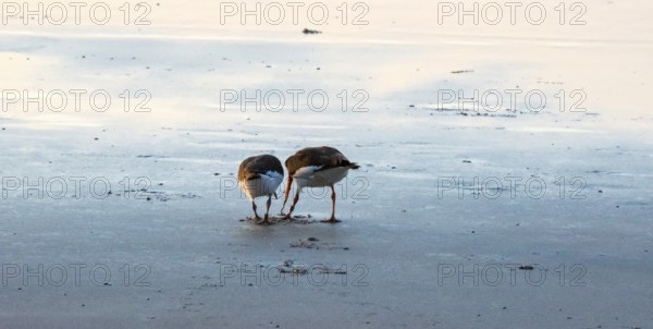 Two oystercatchers (Haematopus ostralegus) at sunset, adult bird pulling lugworm (Arenicola