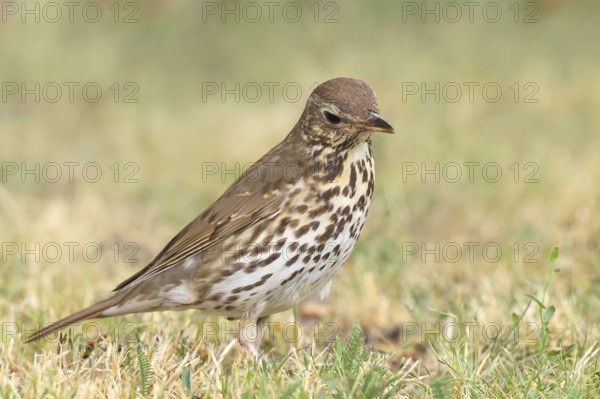 Song thrush (Turdus philomelos) standing in a meadow, wildlife, thrushes, migratory bird, songbird,