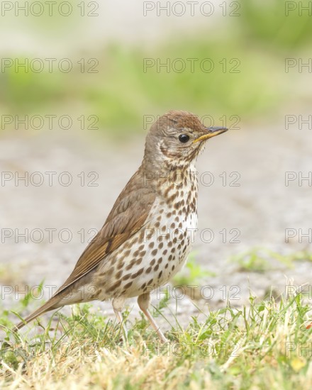 Song thrush (Turdus philomelos) standing on garden path, wildlife, thrushes, migratory bird,