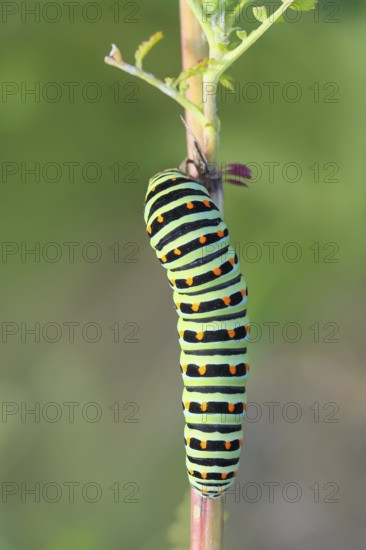 Swallowtail caterpillar (Papilio machaon), caterpillar sitting on Wild carrot (Daucus carota), top