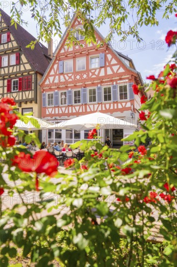 Red roses in full bloom in front of colourful half-timbered houses on a sunny summer day, small
