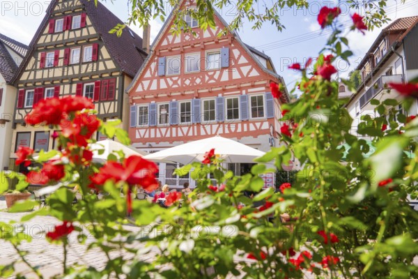 Red roses bloom in front of charming half-timbered houses in a sunny old town setting, small town