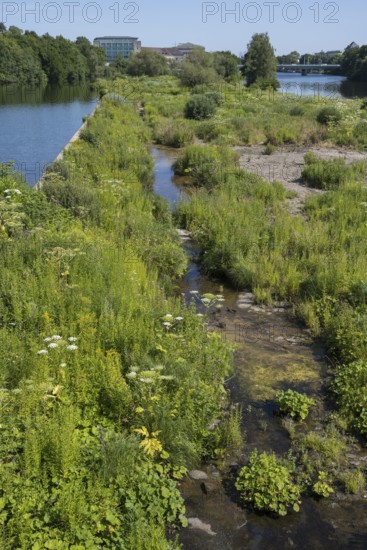 Saarn-Mendener Ruhraue, nature reserve, Mülheim an der Ruhr, Rurgebiet, North Rhine-Westphalia,
