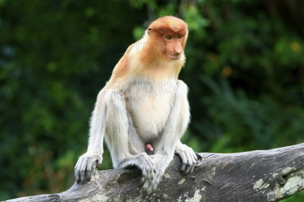 Endemic Proboscis monkey or Long-nosed monkey (Nasalis larvatus), sitting on a branch in the