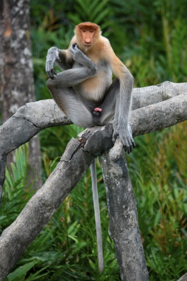 Endemic Proboscis monkey or Long-nosed monkey (Nasalis larvatus), sitting on a branch in the