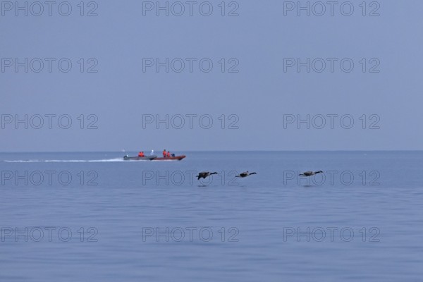 Motorboats, flying Canada geese (Branta canadensis), Kiel Fjord, Falckenstein, Kiel,