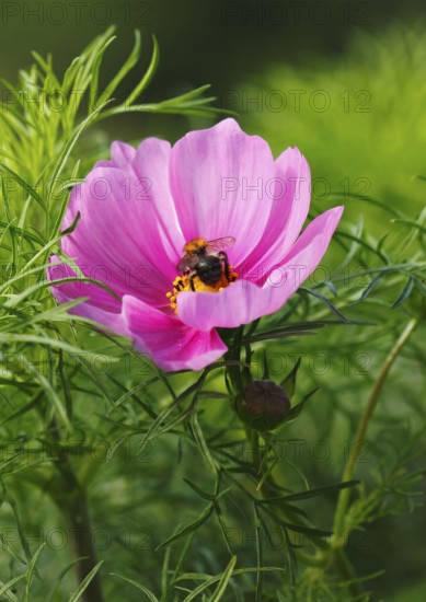 Bumblebee (Bombus terrestris), on a pink ornamental basket flower (Cosmos bipinnatus), North