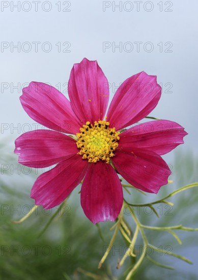 Ornamental basket 'Sensation Mix' (Cosmos bipinnatus), fifteen weeks after sowing, North