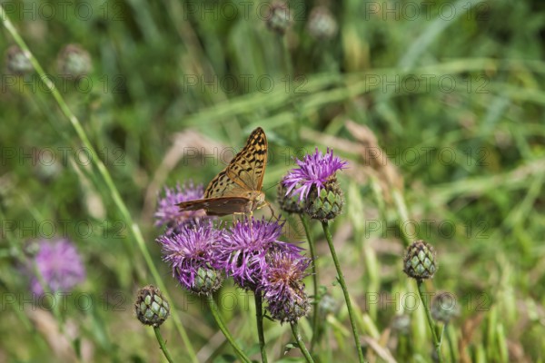 Pearl-bordered Fritillary, occasionally also Pearl-bordered Fritillary (Argynnini), Provence,