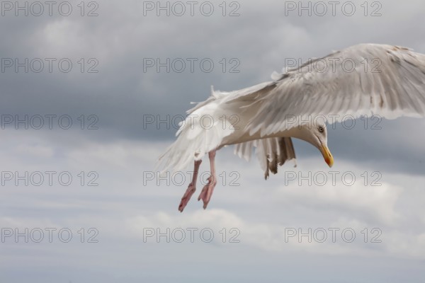 Herring Gull (Larus argentatus), Brittany, France