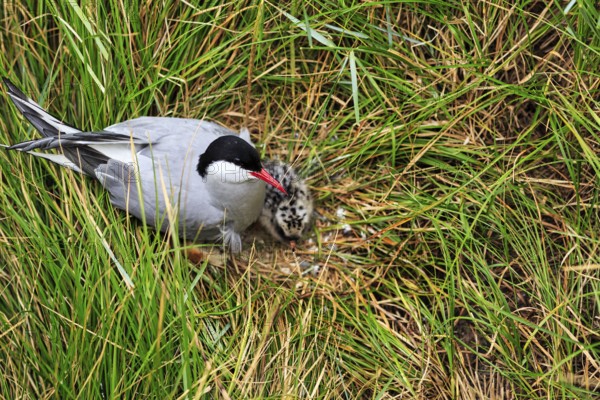 Arctic Arctic Tern (Sterna paradisaea), with chicks in the nest, Tönning, Wadden Sea National Park,