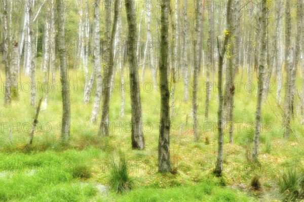 Birch quarry forest in a moor in autumn, double exposure with picturesque effect, Müritz National
