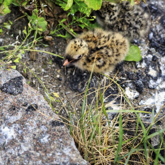Arctic tern (Sterna paradisaea), chick in nest, Tönning, Wadden Sea National Park, North Frisia,