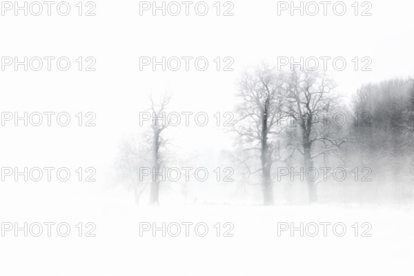Gnarled oaks in a snowstorm, abstract, black and white, near Naumburg, Burgenlandkreis,