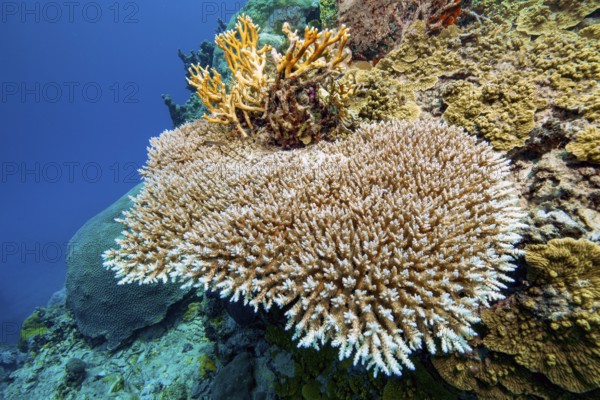 Underwater photo of Hyacinth Table Coral (Acropora hyacinthus) growing on steep wall of deep