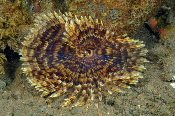 Underwater photo of Indian Feather Duster Worm (Sabellastarte spectabilis) extending tentacles to