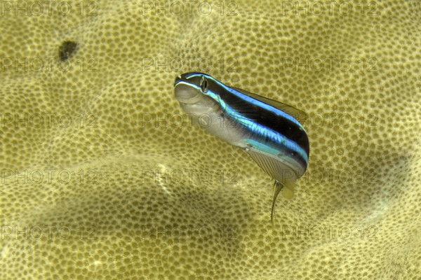 Underwater photo Close-up of blue-striped sabre-toothed blenny (Plagiotremus rhinorhynchos)