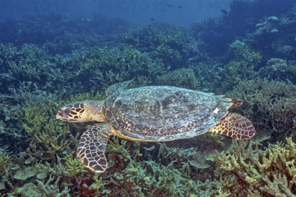 Underwater photo of Hawksbill sea turtle (Eretmochelys imbricata) swimming through tropical coral