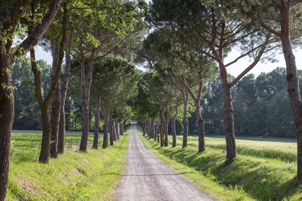 A narrow path lined with tall pine trees that leads into the distance. Sunlight and shade create a