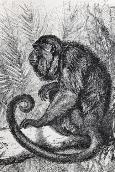 Brown howler monkey, Araguato (Allobata ursínua, Myrcetes Ursinus), steel engraving, Brockhaus from