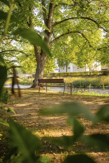 Wooden bench in a shady park with large trees on a sunny day, Nagold, district of Calw, Black