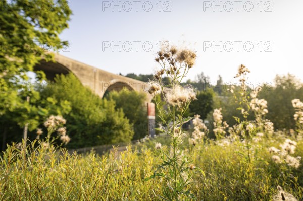 Close-up of plants with a large bridge in the background, Nagold, district of Calw, Black Forest,