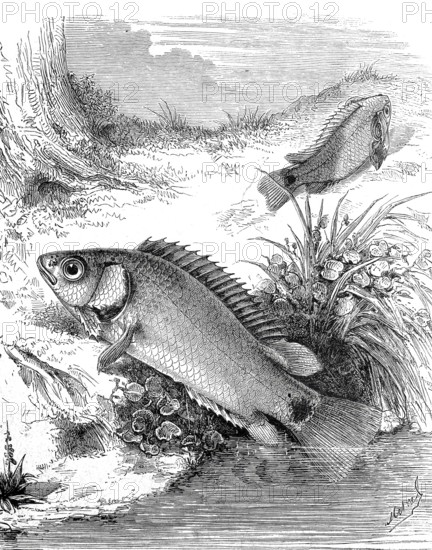 Climbing fish, Anabas testudineus, freshwater fish from the genus Climbing fish, Historical,