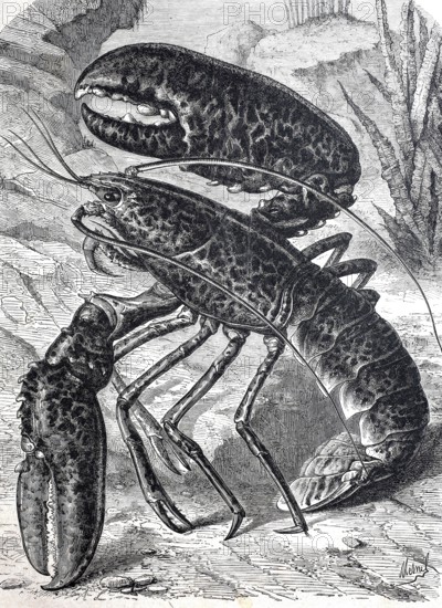 Lobster, Homarus, sea-dwelling genus of decapod crustaceans, Decapoda, from the lobster family,