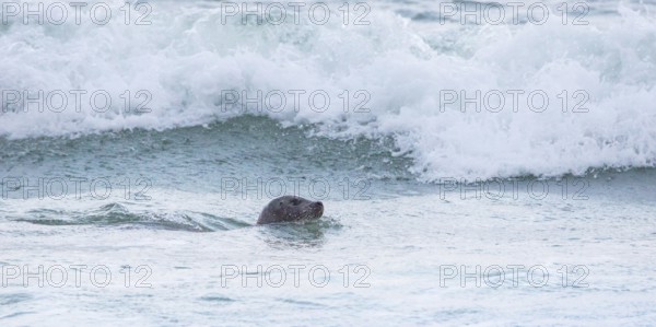 Seal (Phoca vitulina), seal, swimming relaxed in the sea in front of a wave, light surf, white