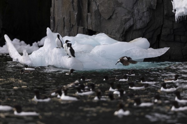 Thick-billed guillemot (Uria lomvia) on an ice floe, alcids (Alcidae), Alkefjellet, Spitsbergen,
