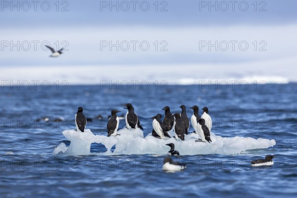 Thick-billed guillemot (Uria lomvia) on an ice floe, sea, water, alcids (Alcidae), Alkefjellet,