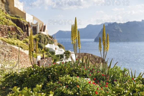 Mediterranean vegetation on the edge of the caldera, coastline, Oia, Thira, Santorini, Cyclades,