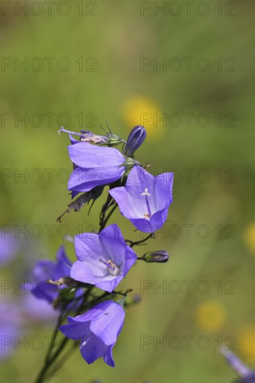 Meadow bellflower (Campanula patula), blue flower, on a nutrient-poor meadow, Wilnsdorf, North