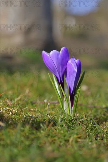 Violet crocus (Crocus neapolitanus), two flowers next to each other, spring, Siegen, North