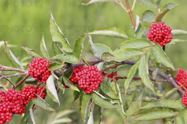 Red Elderberry (Sambucus racemosa), Grape Elderberry, Stag Elderberry, on a forest area destroyed