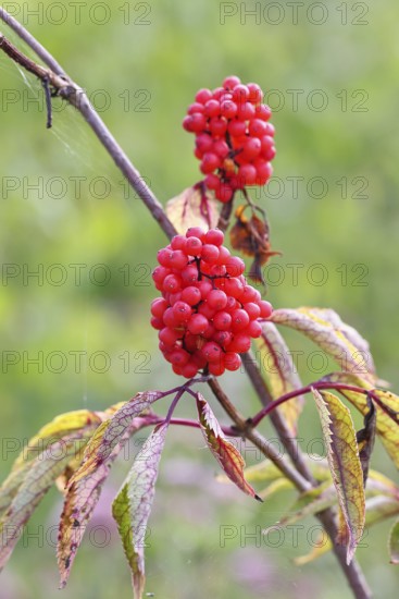 Red Elderberry (Sambucus racemosa), Grape Elderberry, Stag Elderberry, on a forest area destroyed
