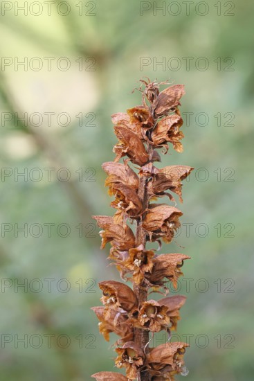 Gorse (Orobanche rapum-genistae), a subspecies of the genista family (Orobanchaceae) is endangered
