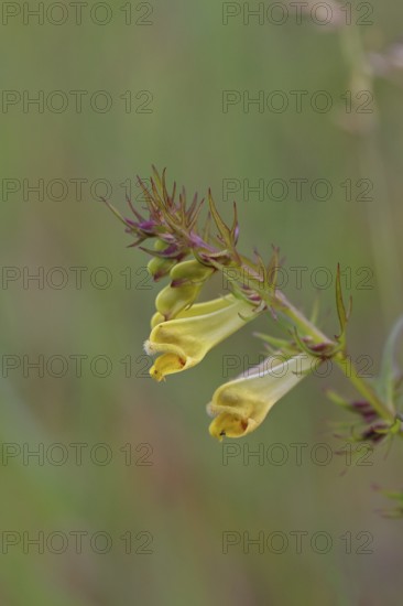 Forest quail wheat (Melampyrum sylvaticum) flowers on a forest path, poisonous, Wilnsdorf, North
