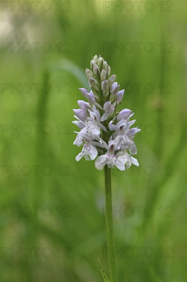 Moorland spotted orchid (Dactylorhiza maculata), inflorescence, close-up, Wilnsdorf, North
