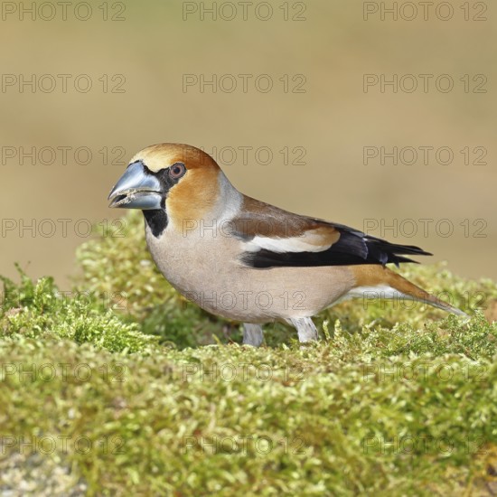 Hawfinch (Coccothraustes coccothraustes), male, sitting on a moss-covered tree stump, Wilnsdorf,