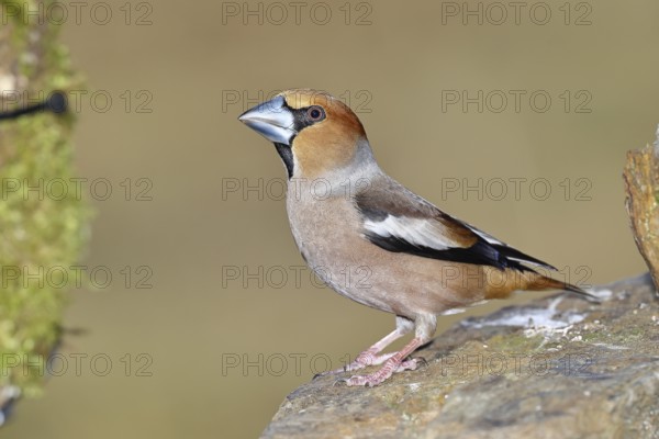 Hawfinch (Coccothraustes coccothraustes), male, sitting on a stone, Wilnsdorf, North