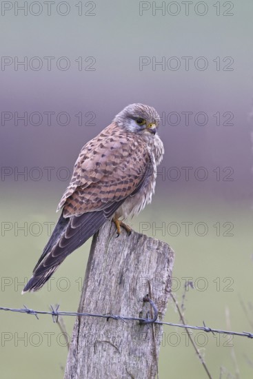Kestrel (Falco tinnunculus), on a pasture fence post, Bieslicher Insel, Lower Rhine, North