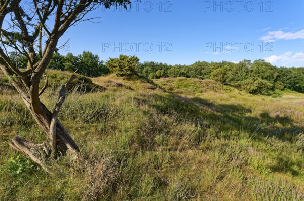 Ripple-crowned dune area in the Schleswig-Holstein municipality of Jörl. The nature reserve Düne am