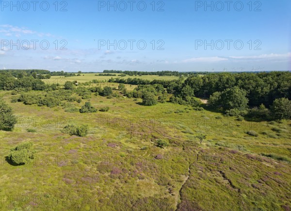 The dune on the Rimmelsberg, a nature reserve and FFH area, is overgrown with juniper and heather.